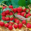 Fragaria Mara Des Bois -S- Erdbeere Aromatisch Ca. 9x9 Cm Topf