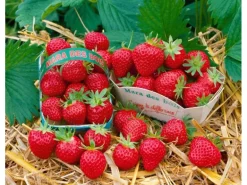 Fragaria Mara Des Bois -S- Erdbeere Aromatisch Ca. 9x9 Cm Topf