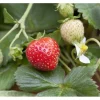 Fragaria X Ananassa Mieze Schindler Erdbeere Ca. 9X9 Cm Topf