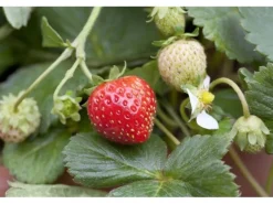Fragaria X Ananassa Mieze Schindler Erdbeere Ca. 9X9 Cm Topf