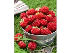 Fragaria X Ananassa Mieze Schindler Erdbeere Ca. 9X9 Cm Topf