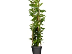 Geißblatt Topf-Ø ca. 17 cm Lonicera henryi