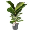 Geigenfeige Höhe ca. 65 - 75 cm Topf-Ø ca. 17 cm Ficus lyrata