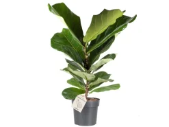 Geigenfeige Höhe ca. 65 - 75 cm Topf-Ø ca. 17 cm Ficus lyrata