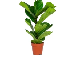 Geigenfeige Höhe ca. 65 - 75 cm Topf-Ø ca. 17 cm Ficus lyrata