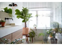 Geigenfeige Höhe ca. 65 - 75 cm Topf-Ø ca. 17 cm Ficus lyrata