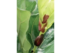 Geigenfeige Höhe ca. 65 - 75 cm Topf-Ø ca. 17 cm Ficus lyrata