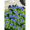 Gentiana Dahurica Ca. 9x9 cm Topf