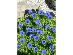 Gentiana Dahurica Ca. 9x9 cm Topf