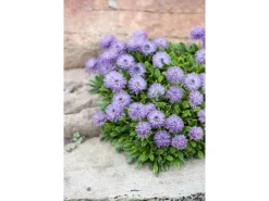 Globularia Punctata Kugelblume Ca. 9x9 cm Topf