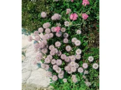 Globularia Punctata Kugelblume Ca. 9x9 cm Topf