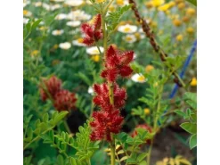 Glycyrrhiza Glabra Süßholz Ca. 9x9 cm Topf