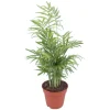 GROW by OBI Bergpalme Topf Ø ca. 12 cm Chamaedorea Elegans