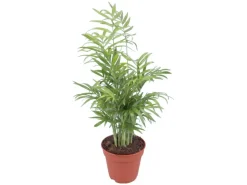 GROW by OBI Bergpalme Topf Ø ca. 12 cm Chamaedorea Elegans