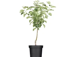 GROW by OBI Bio Apfel "Golden Delicious" Topf ca. 7 l Malus domestica