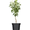 GROW by OBI Bio Birne "Gellerts Butterbirne" Grün-Gelb ca. 120-140 cm Topf 7 l