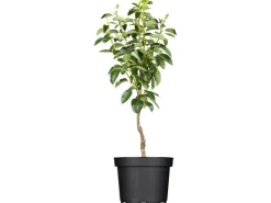 GROW by OBI Bio Birne "Gellerts Butterbirne" Grün-Gelb ca. 120-140 cm Topf 7 l