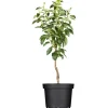 GROW by OBI Bio Birne "Williams Christ" Goldgelb ca. 120-140 cm Topf ca. 7 l