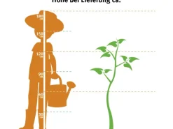 GROW by OBI Bio Birne "Williams Christ" Goldgelb ca. 120-140 cm Topf ca. 7 l