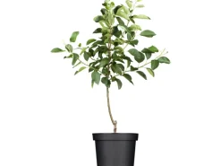 GROW by OBI Bio Herbstapfel "Gravensteiner" Rot-Orange ca. 120-140cm Topf ca.7l