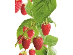 GROW by OBI Bio Himbeere "Aroma Queen" Topf ca. 2 l Rubus
