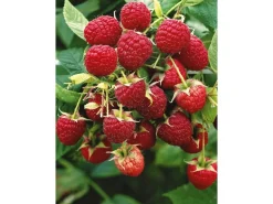 GROW by OBI Bio Himbeere "Aroma Queen" Topf ca. 2 l Rubus
