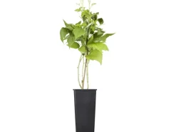 GROW by OBI Bio Himbeere "TwoTimer® -Sugana®" Rot Höhe ca. 20-30 cm Topf ca. 2 l