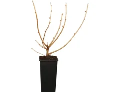 GROW by OBI Bio Jostabeere Schwarz Höhe ca. 20 - 30 cm Topf ca. 2 l Ribes
