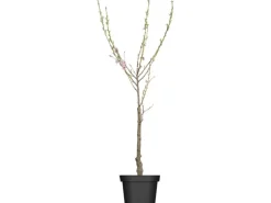 GROW by OBI Bio Pfirsich "Red Haven" Höhe ca. 80 - 100 cm Topf ca. 7 l