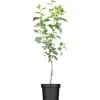 GROW by OBI Bio Pflaume "Hauszwetsche" Dunkelblau ca. 120-140 cm Topf ca. 7 l