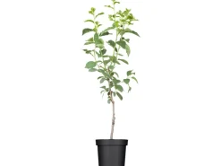 GROW by OBI Bio Pflaume "Hauszwetsche" Dunkelblau ca. 120-140 cm Topf ca. 7 l
