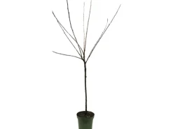 GROW by OBI Bio Pflaume 