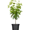 GROW by OBI Bio Süßkirsche "Hedelfinger Riesenkirsche" Rotbraun 120-140 Topf 7l