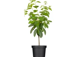 GROW by OBI Bio Süßkirsche "Hedelfinger Riesenkirsche" Rotbraun 120-140 Topf 7l