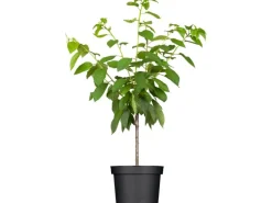 GROW by OBI Bio Süßkirsche Büttners Rote Knorpelkirsche Rot 120-140 cm Topf 7 l