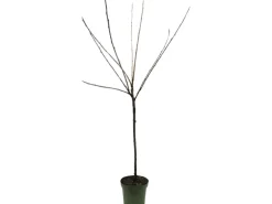 GROW by OBI Bio Süßkirsche Büttners Rote Knorpelkirsche Rot 120-140 cm Topf 7 l