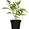 GROW by OBI Bio Weibliche Kiwi "Super Jumbo" Höhe ca. 30 - 40 cm Topf ca. 3 l