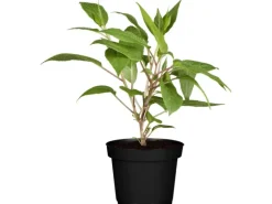 GROW by OBI Bio Weibliche Kiwi "Super Jumbo" Höhe ca. 30 - 40 cm Topf ca. 3 l