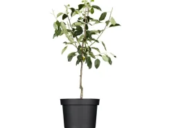 GROW by OBI Bio Winterapfel "Gloster" Rot Höhe ca. 120 - 140 cm Topf ca. 7 l