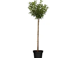 GROW by OBI Bio Zwergsauerkirsche Höhe ca. 40 - 60 cm Topf ca. 5 l