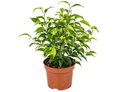 GROW by OBI Birkenfeige "Natasja" Höhe ca. 30 cm Topf-Ø ca. 12cm Ficus benjamina