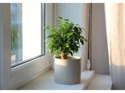 GROW by OBI Birkenfeige "Natasja" Höhe ca. 30 cm Topf-Ø ca. 12cm Ficus benjamina