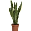 GROW by OBI Bogenhanf Laurentii Topf Ø ca. 17 cm Sansevieria Trifasciata