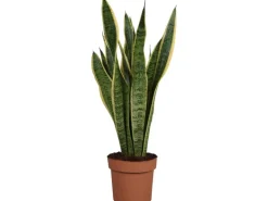 GROW by OBI Bogenhanf Laurentii Topf Ø ca. 17 cm Sansevieria Trifasciata