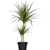 GROW by OBI Drachenbaum 2er Stamm Topf Ø ca. 17 cm Dracaena Marginata