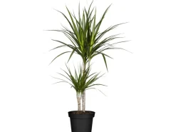 GROW by OBI Drachenbaum 2er Stamm Topf Ø ca. 17 cm Dracaena Marginata