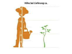 GROW by OBI Drachenbaum 2er Stamm Topf Ø ca. 17 cm Dracaena Marginata