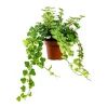 GROW by OBI Efeu "Wonder" Topf-Ø ca. 13 cm Hedera Helix