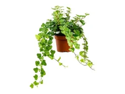 GROW by OBI Efeu "Wonder" Topf-Ø ca. 13 cm Hedera Helix
