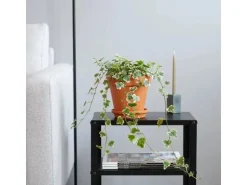 GROW by OBI Efeu "Wonder" Topf-Ø ca. 13 cm Hedera Helix